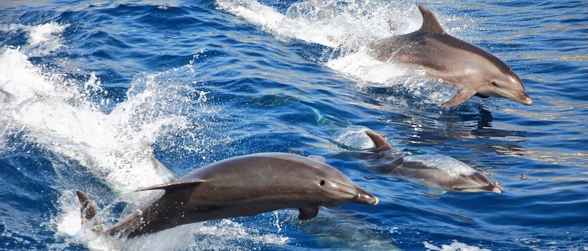 Tenerife dolphin watching
