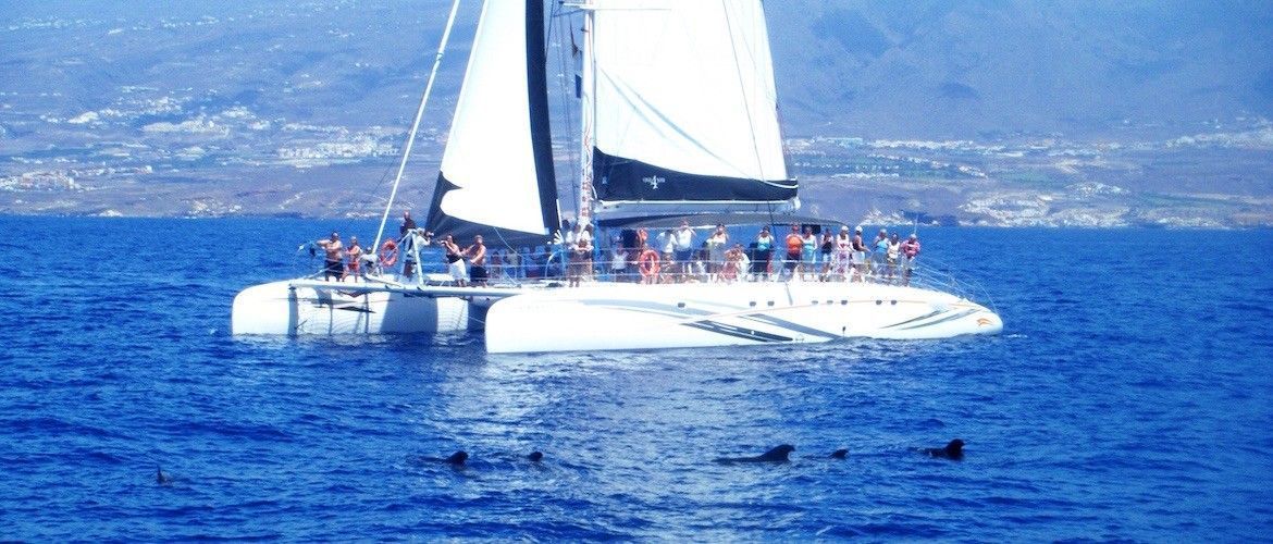 Tenerife whales dolphins sightseeing